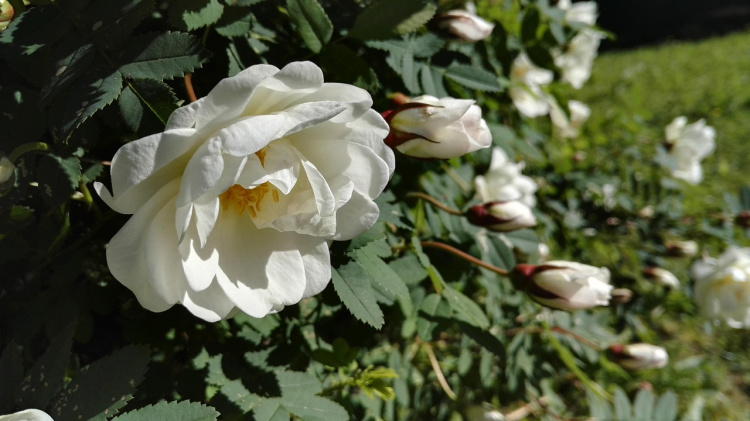 midsommarblomster
